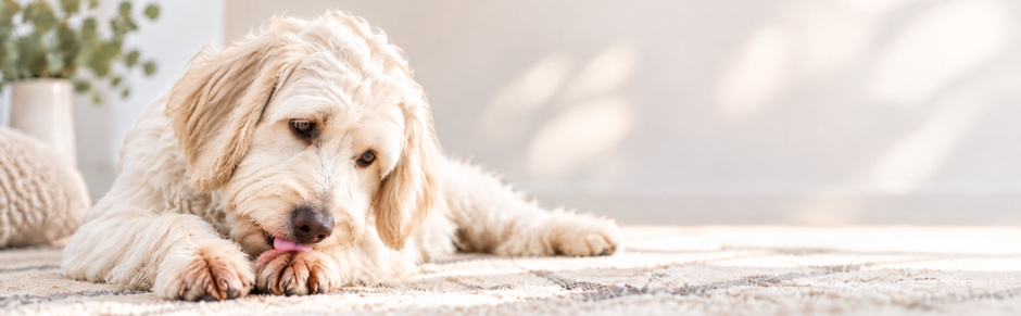Ursache Dermatitis?
